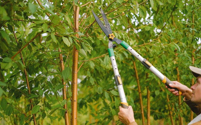 Tree trimming in Merrill, WI